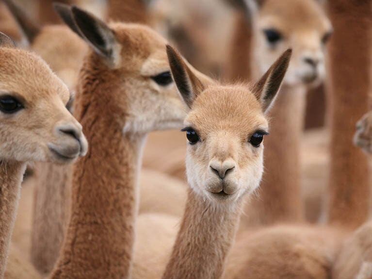 Vicuñas protected by Loro Piana 