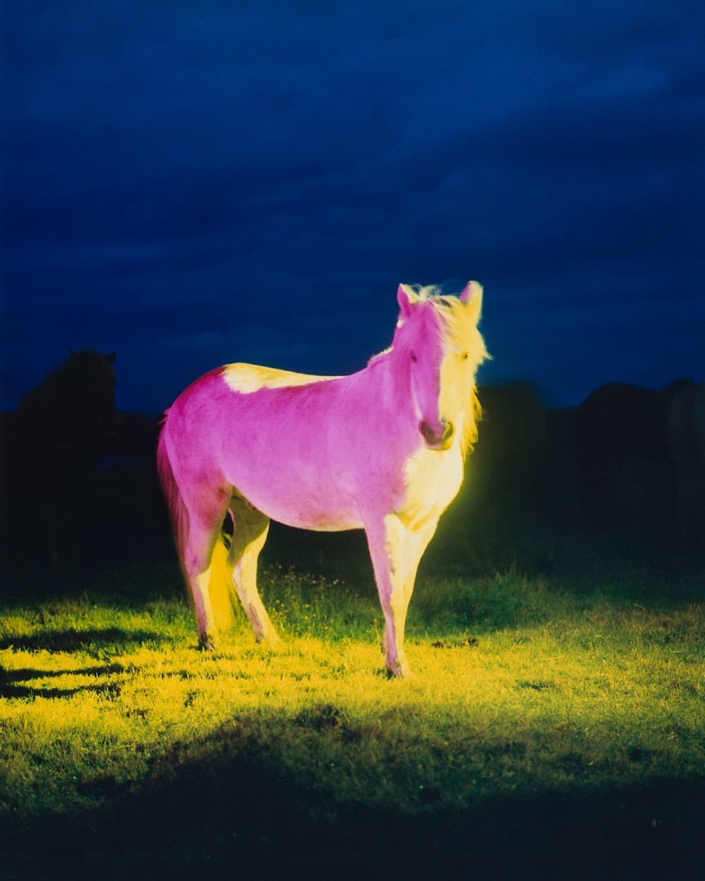 Meeting in Hues: Gareth McConnell’s ‘The Horses’